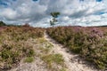 Flowering heathlands in the Netherlands Royalty Free Stock Photo