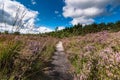 Flowering heathlands in the Netherlands Royalty Free Stock Photo