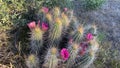 Flowering Hedgehog cactus