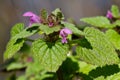 Flowering Henbit