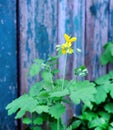 flowering herb celandine, on the background of old shabby wooden boards Royalty Free Stock Photo