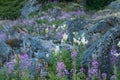 Flowering herbs and stones covered with moss, Norway