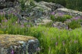 Flowering herbs and stones covered with moss, Norway