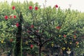 Flowering Hibiscus tree with red flowers