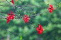 Flowering Hibiscus tree with red flowers Royalty Free Stock Photo