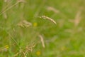 Flowering grass halm hanging down close-up prairie,poaceae Royalty Free Stock Photo