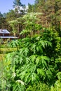 Flowering hogweed Sosnowskyi Royalty Free Stock Photo