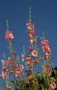 Flowering Hollyhocks against a blue sky
