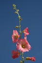 Flowering Hollyhocks against a blue sky