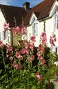 Flowering Hollyhocks in a garden