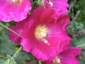 Flowering Hollyhocks (lat.- Alcea) are perennial plants