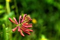 Flowering honeysuckle. Spring. Royalty Free Stock Photo