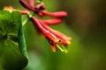 Flowering honeysuckle. Spring. Royalty Free Stock Photo