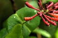 Flowering honeysuckle. Spring. Royalty Free Stock Photo