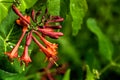Flowering honeysuckle. Spring. Royalty Free Stock Photo