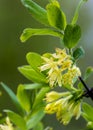 Flowering honeysuckle, spring, lots of flowers of honeysuckle closeup, Easter, postcard on the background of blue sky Royalty Free Stock Photo