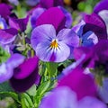 Flowering horn violets, viola cornuta, in spring Royalty Free Stock Photo