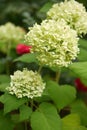 Flowering hortension. Hydrangea. Hydrangeaceae Family