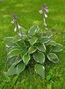 Flowering Host Function of the Francee variety. General view of the plant Royalty Free Stock Photo