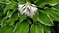 The flowering of the host. The host shrub blooms in the fall