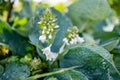 Flowering hosta bush also known as plantain lily, widely cultivated as shade-tolerant foliage plants