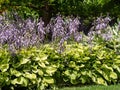 Flowering hosta, funkia, decorative garden plant