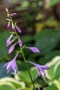 Flowering Hosta Hybride Royalty Free Stock Photo