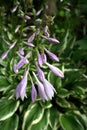 The flowering hosta with rain drops. Hosta plant. Selective focus.