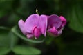 Up Close Look at a Beautiful Sweet Pea Flower Royalty Free Stock Photo