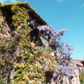 Flowering house in french village of Castelnou in Pyrenees