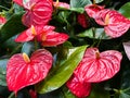 Flowering House Plant, Anthurium Andraeanum