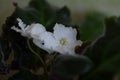 Flowering of the house plant white senpolia. Huge white flowers with a curved edge. Dark green quilted leaves