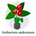 Flowering houseplant Anthurium andreanum. Red Anthurium andreanum flowers