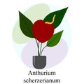 Flowering houseplant Anthurium scherzerianum. Red Anthurium scherzerianum flower