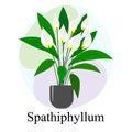 Flowering houseplant Spathiphyllum. White spathiphyllum flowers