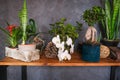 Flowering houseplants in modern dark interior. Potted plants on wooden table. Home decor.