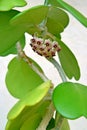 Flowering hoya kerrii close-up Royalty Free Stock Photo