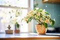 a flowering hoya plant on a sunny windowsill