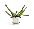 Flowering Huernia schneideriana plant in white ceramic flowerpot