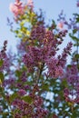 Flowering Hungarian lilac Syringa josikaea