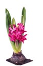 Flowering hyacinth bulbs Royalty Free Stock Photo