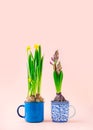 Flowering hyacinth and duffodil bulbs potted in tea mugs on pale pink background Royalty Free Stock Photo