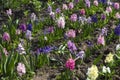 Flowering hyacinths in a flowerbed in the garden in the spring.
