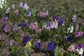 Flowering hyacinths in a flowerbed in the garden in the spring