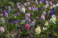 Flowering hyacinths in a flowerbed in the garden in the spring.