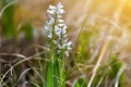 Flowering hyacinths Hyacinthus leucophaeus on the meadow