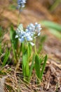 Flowering hyacinths Hyacinthus leucophaeus on the meadow