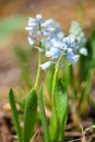 Flowering hyacinths Hyacinthus leucophaeus on the meadow