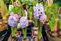 Flowering hyacinths on a shelf in a flower shop, side view-the concept of purchasing flowering plants for a gift