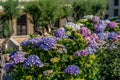 Flowering Hydrangea flowers in Biarritz. Scenic travel background. View scene.